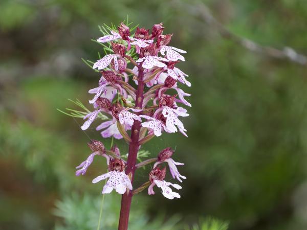 <h3>Orchis&nbsp;purpurea / Lady&nbsp;orchid / Purperorchis</h3>OM-1 Mark II met OLYMPUS M.150-400mm F4.5, 1/2000 sec  bij F4.5, ISO 8000, afstand 5.02&nbsp;m
